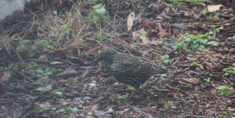 Photo Oiseaux
