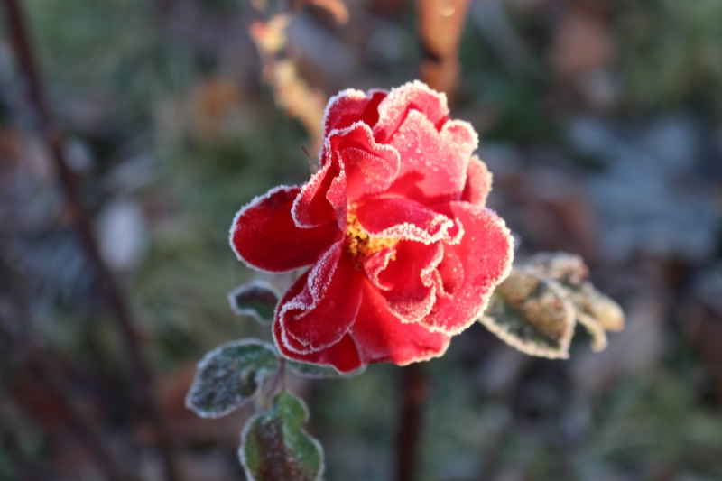 Photo Flore