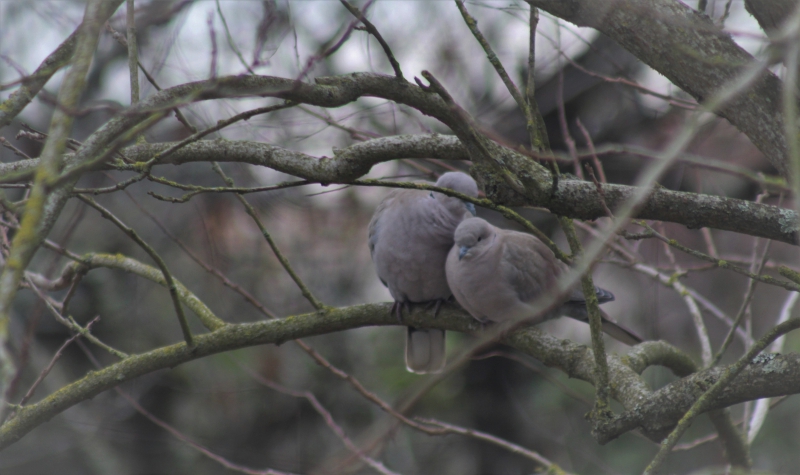 Photo Oiseaux