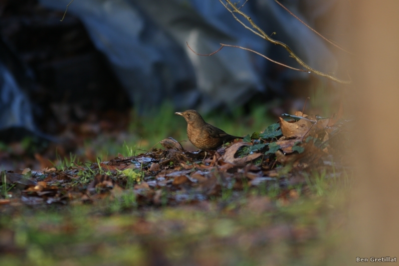 Oiseaux merlette ou jeune merle