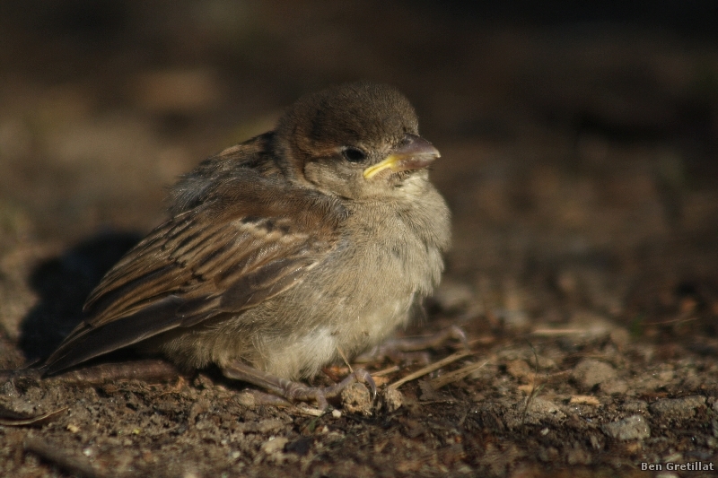 Oiseaux Moineau domestique
