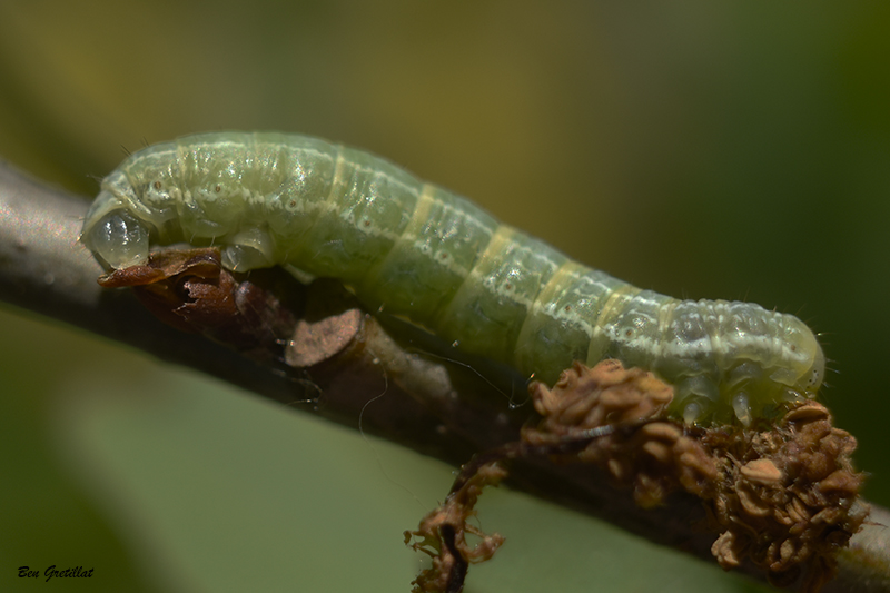 Insectes et Araignées