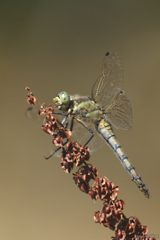 Insectes et Araignées Orthétrum réticulé (Orthetrum cancellatum)