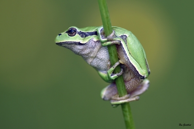 Amphibiens Rainette verte (Hyla arborea)