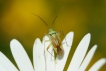 Insectes Capside de la luzerne (Adelphocoris lineolatus)