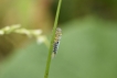 Insectes Cicadelle verte (Empoasca vitis)
