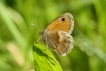 Insectes Procris (Coenonympha pamphilus)