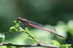 Insectes