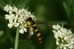  Syrphe porte-plume (Sphaerophoria scripta)