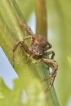 Araignées xysticus sp.