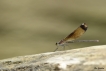 Insectes Caloptéryx hémorroïdal (Calopteryx haemorrhoidalis)