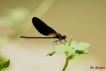 Insectes Caloptéryx hémorroïdal (Calopteryx haemorrhoidalis)
