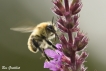 Insectes