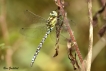 Insectes Aeschne bleue (Aeshna cyanea)