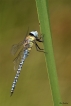 Insectes Aeschne affine (Aeschna affinis)