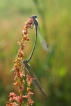 Insectes Agrion porte-coupe (Enallagma cyathigerum)