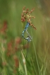 Insectes Agrion porte-coupe (Enallagma cyathigerum)