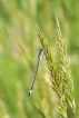 Insectes Agrion élégant (Ischnura elegans)