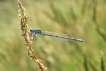 Insectes Agrion porte-coupe (Enallagma cyathigerum)