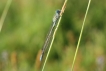 Insectes Agrion porte-coupe (Enallagma cyathigerum)