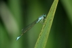Insectes Agrion élégant (Ischnura elegans)