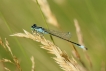 Insectes Agrion élégant (Ischnura elegans)
