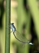 Insectes Agrion élégant (Ischnura elegans)