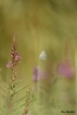 Insectes Polyommatus sp.