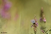 Insectes Polyommatus sp.