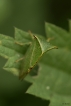 Insectes Membracide bison (Stictocephala bisonia)