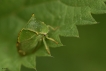 Insectes Membracide bison (Stictocephala bisonia)