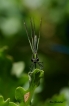 Insectes Calopteryx éclatant femelle (Calopteryx splendens)