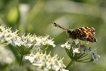 Insectes Carte géographique (Araschnia levana)