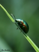 Insectes Chrysomèle de la menthe (Chrysolina herbacea)
