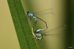 Insectes Agrion élégant (Ischnura elegans)