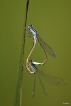 Insectes Agrion élégant (Ischnura elegans)