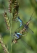 Insectes Agrion élégant (Ischnura elegans)