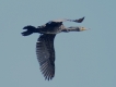 Oiseaux Grand cormoran (Phalacrocorax carbo)
