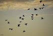 Oiseaux Grand cormoran (Phalacrocorax carbo)