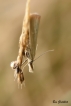Insectes
