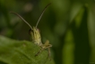 Insectes Criquet ensanglanté (Stethophyma grossum)