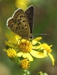 Insectes Cuivré fuligineux ou Argus myope (Lycaena tityrus)