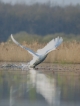 Oiseaux Cygne tuberculé (Cygnus olor)
