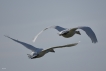 Oiseaux Cygne tuberculé (Cygnus olor)