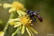 Insectes Cylindromia sp.