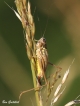 Insectes Decticelle bariolée (Roeseliana roeselii)