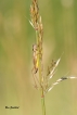 Insectes Decticelle bariolée (Roeseliana roeselii)