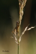 Insectes Decticelle bariolée (Roeseliana roeselii)