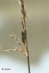 Insectes Decticelle bariolée (Roeseliana roeselii)
