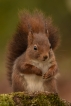 Photo nature